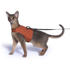 Walkingvest voor de kat met lijn oranje-0