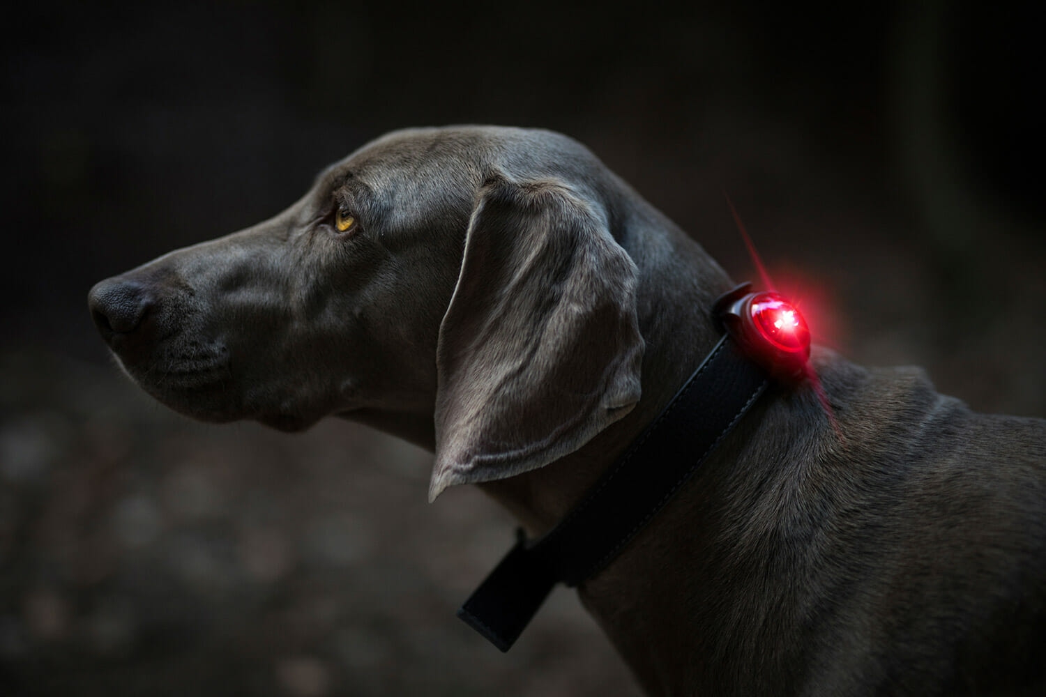 Orbiloc Veiligheidslamp voor de Hond 5 km bereik-0
